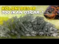 Lagu 700 EKOR ANAKAN OSCAR MAKIN BESARRR..!!