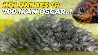 700 ekor anakan oscar makin besarrr 