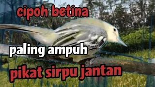 Download sirpu cipoh betina memanggil jantan paling ampuh untuk pikat burung sirtu MP3