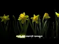 Download Lagu Музыка Для Души ,,БЕЛЫМИ НОЧАМИ,,  Музыка Сергей Грищук