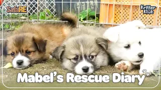 Meet Our 6 Little Pups #SafaRE | Kritter Klub