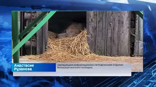 Медвежонок Макар из Большереченского зоопарка впал в спячку