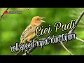 Download Lagu masteran cici padi sawah gacor ngerol panjang