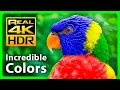 Lagu The Most Beautiful Nature Colors in Stunning 4K HDR \u0026 Relaxing Music