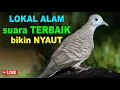 Download Lagu Perkutut Lokal Gacor alam liar iramanya BIKIN CEPAT NYAUT