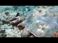 The Caves/Twin Ledges Moorings -  Ft Lauderdale