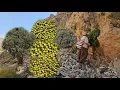 Download Lagu Nomadisch leven: het geheim van het oogsten van tijm 🌿 en bergpeer 🍐 Bergreizen! ⛰️