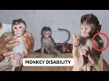 Download Lagu Little Baby Monkey , LIVING WITH ONE HAND ‼️