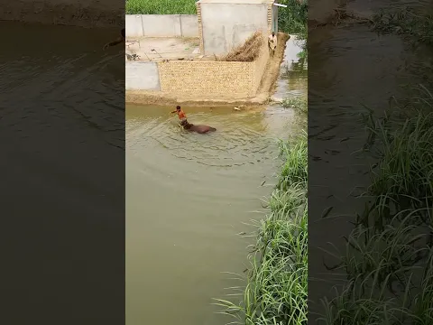 River Sutlej min cow beh gai  #viral #flood #shortsviral
