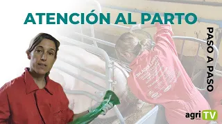 Atención al PARTO en granjas PORCINAS🐷🐽 |PASO A PASO|