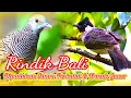 Download Lagu Rindik Bali Dipadukan Dengan Suara Burung Perkutut Dan Trucukan Dialam