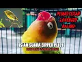 Download Lagu MASTERAN PLECI ZIPPER BAGUS UNTUK VARIAN ISIAN LOVEBIRD