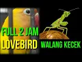 Download Lagu SANGAT AMPUH walang kecek buat masteran lovebird juara full 2 jam