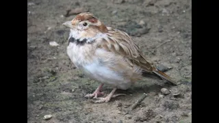 suara burung pakling mongolian lark untuk masteran dan pancingan
