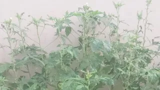 Su Udi Arabia Jizan My Home 