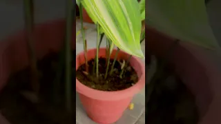 استخدام الثوم للنباتات كمبيد فطري و حشري طبيعي الثوم Garlic مبيد فطري Fungicides مبيد حشري 