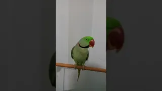 ببغاء الكسندر الاميركي دندنها