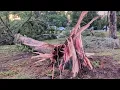 Storm in Ocala damages neighborhoods leaves thousands without power