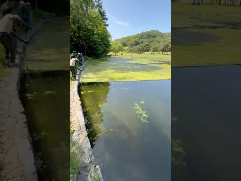 🇰🇷 Golf Course Pond Cleaning Teamwork한국 골프장 녹조 정리