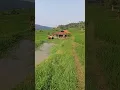 Download Lagu ngajugjug kahiji saung #pesawahan #pemandangansawah #pedesaan #shorts#short#feedshorts #shortsfeed