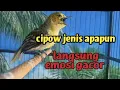 Download Lagu pancingan terampuh membakar EMOSI cipow lain bikin lawan jenis apapun LANGSUNG GACOR ‼️