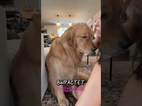Заведи собаку 🤍