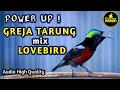 Download Lagu MASTERAN KONIN GACOR FULL ISIAN GREJA TARUNG SAMBUNG LOVEBIRD AMPUH UNTUK KOLIBRI NINJA BAHAN LOMBA