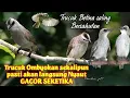 Download Lagu Suara trucuk betina saling bersahutan di alam liar,Ampuh untuk merangsang birahi trucuk ombyokan.