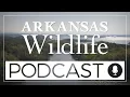 Arkansas Wildlife Podcast Ep 96 From Drain to Gain - The Lake Monticello Story