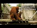 Orangutans at Zoo Tampa