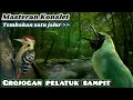 Download Lagu Masteran Cucak ijo juara‼️ Full tembakan pelatuk sampit panjang dan rapat