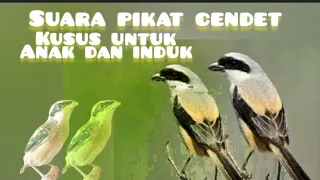 suara pikat burung pentet cendet di alam liar paling gacor suara anakan dan induk mix