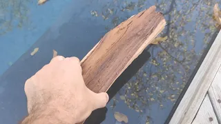 Wood so heavy it can’t float