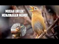 Lagu Cara Untuk Menjinakan Wambi Bahan || 100% Mudah
