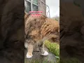 Download Lagu New tip I learned today #cat #cutecat #catvideos #mikathefluffy