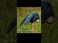 Download Lagu Grey-headed Swamphen ! जमुनी जलमुर्गी #shorts
