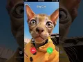 Download Lagu #ringtone #smartphone #ringtones #music #cat #bgm