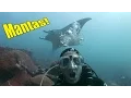 Download Lagu Yap Manta Rays (HD) | JONATHAN BIRD'S BLUE WORLD