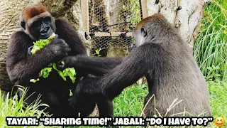 Too much lettuce in Jabali's hands means Mom is definitely coming to collect her share🥬呷百二生菜拿太多媽來分一點