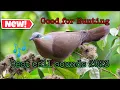 Download Lagu Huni Ng alimukon | good for Hunting new 2023