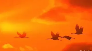 اواخر سوره ابراهيم بصوت القارء الشيخ احمد سيد رحيم 