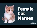 20 Best Female Cat Names Girl Cat Names Kitten Names Ideas