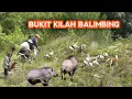 Download Lagu Berburu babi di Lokasi Viral ⁉️ Inilah Yang Terjadi Jika Berburu Disini || BUKIK KILAH BALIMBIANG