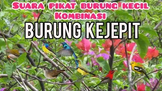suara pikat burcil kombinasi sogon prenjak starter dan burung kejepit