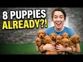 Golden Star Puppies Cinnamon s New Family