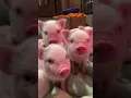 Download Lagu Lovely pink pigs | Cute, funny, pink piglets | amazing animals #116 | #shorts