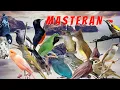 Lagu MASTERAN BURUNG MURAI KACER CUCAK IJO CENDET SUARA JERNIH /// JEDA ISIAN BANYAK LENGKAP