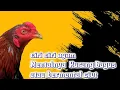 Download Lagu PEMULA HARUS TAHU, CIRI CIRI AYAM KURANG MENTAL.