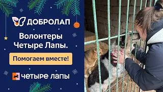 Добролап: волонтеры Четыре Лапы