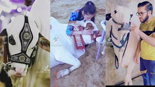 tik tok videos of cow mandi karachi tik tok eid ul adha special